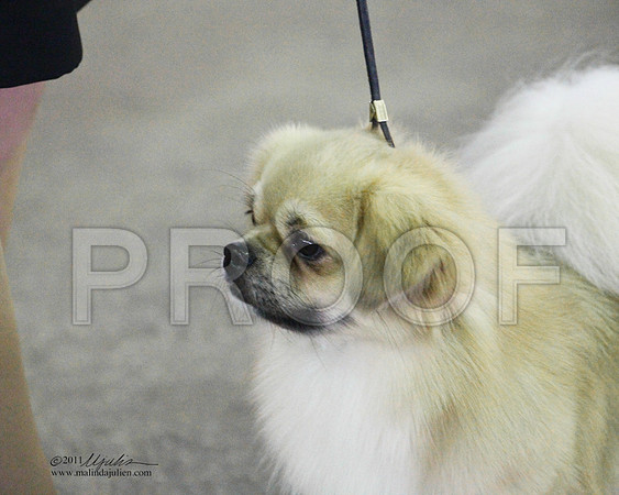 Tibetan Spaniel - 0001