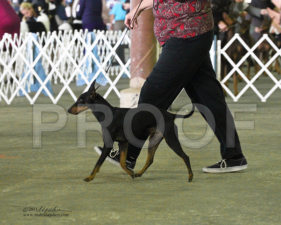 Manchester Terrier - 0008