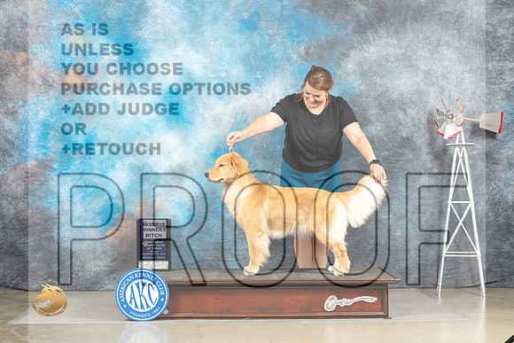 Golden Retriver #10 Fri RWB Judge Eric Liebes_MJ_4015_Amarillo_2022_HR3