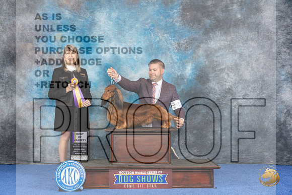 Dachshund Long #19 WED BOV BOS Judge Angela Pickett__JP_7344_Houston_2024_HR3