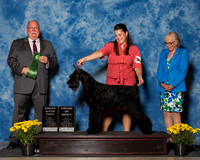 Giant Schnauzers #14 Fri AoM BB Davis Melisa Agent Madeline Peterson Judge Mr Douglas R Holloway