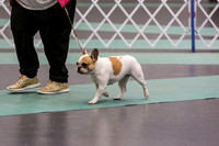 French Bulldog Sat Ring 2