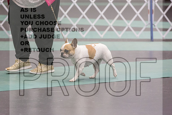 French Bulldog Sat Ring 2_JJL_0637_UKCLNGVIEWOCT2024_2024_HR3