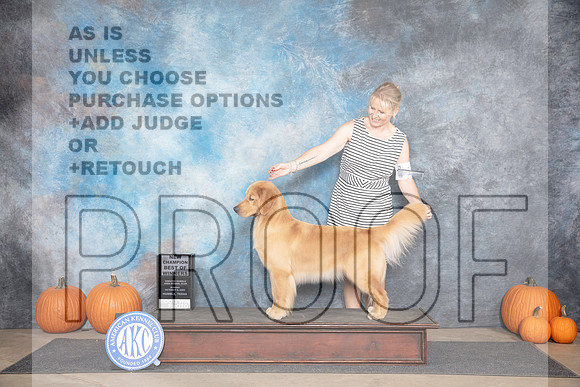 Golden Retriever #18 Sun WBBOW NCH Judge Ann Roth__JP_9257_Humble_2024_HR3