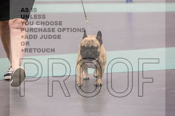 French Bulldog Sat Ring 2_JJL_0690_UKCLNGVIEWOCT2024_2024_HR3