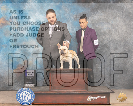French Bulldog #17 Sat WD Judge Gloria Kerr-MMJ_3962-Abilene2022-HR3