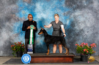 Doberman Pinscher #22 Sat BISS Judge Melvin Mobley