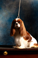 Cavalier King Charles Spaniel FRI CUSTOM