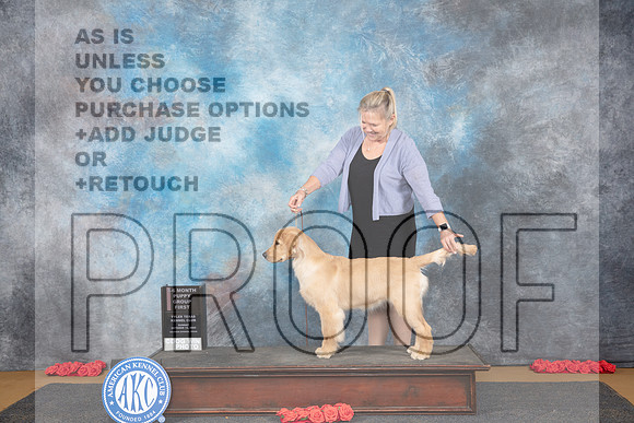 Golden Retreiever #8 Sun PG4 Judge Richard Vance__JP_0732_Sulphur Springs_2024_HR3