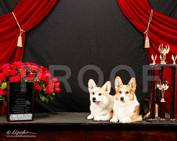 _ST_3390-2-HstnCorgiBeb2015-HR3