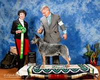 Australian Cattle Dog #37 Fri AOM +A1