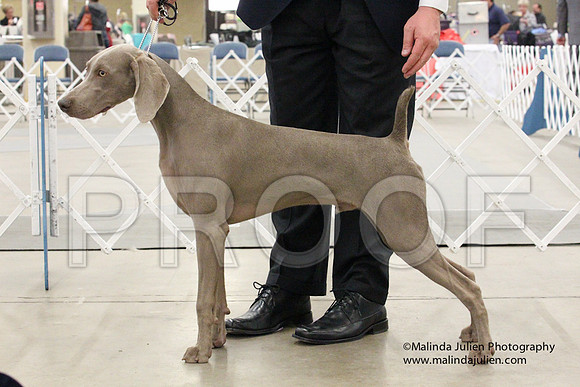 Weim-1430