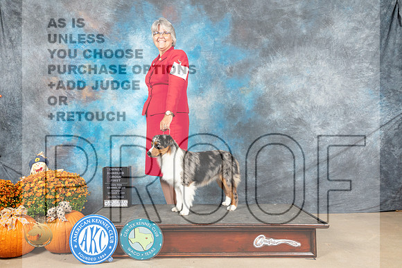 Miniature American Shepherd #5 Sat G1 Judge Steve Keating_MJ_5966_Belton_2022_HR3