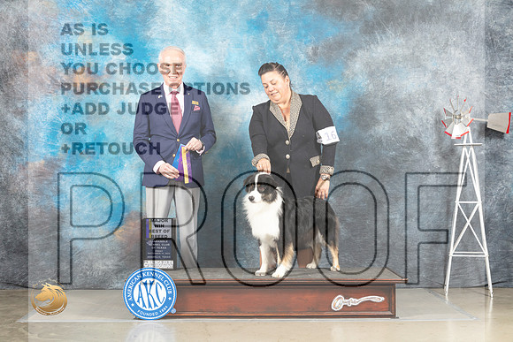 Miniature American Shepherd #16 Fri WBBOB Judge Fred Bassett_MJ_4033_Amarillo_2022_HR3