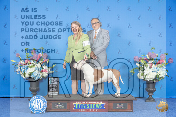 American Staffordshire Terrier #7 SUN SD M Judge Debbie Freeman__JP_0014_Houston_2024_HR3