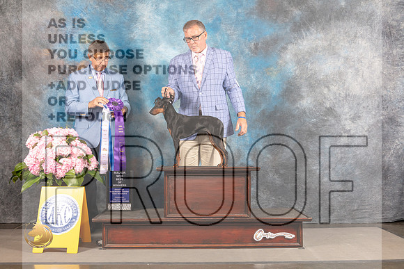 Manchester Terrier Standard #6 THUR BOW Major Judge Richard Powell_MJ_4346_Houston_2022_HR3