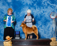 Finnish Spitz #5 Sun G1 Krupski S B Krupski M Hall B Richardson Agent Brenda Lee Combs Judge Ms Betty Nelson Pollock