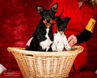 Rat Terrier Barbie Trammell