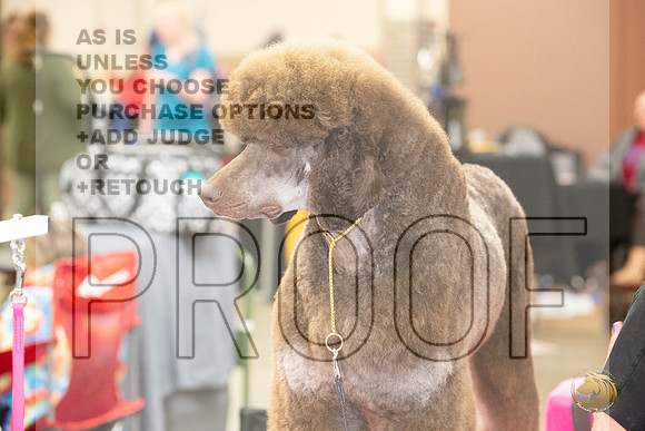 Poodle Standard # Ringside Sat_JJL_3973_LongviewTX_2024_HR3