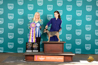 Border Terrier #415 Sun ABIS Kathrine Short