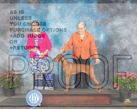 Vizsla #8 Sat WBBOWCH Judge Elizabeth ‘Beth’ Sweigart__JP_4812e_San Antonio_2024-HR3.jpg