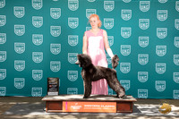 Poodle Standard #316 Sun BOW Judge Kevinn Carroll