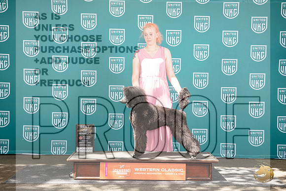 Poodle Standard #316 Sun BOW Judge Kevinn Carroll__JP_1927_Longview WA_2024_HR3