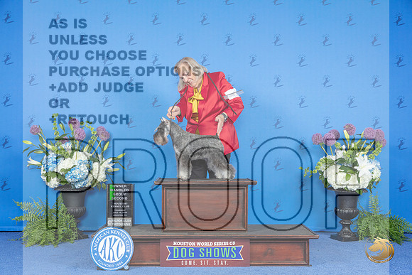 Miniature Schnauzer #6 THUR OH G2 Judge Sandra Lex__JP_8328_Houston_2024_HR3
