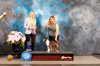 Boston Terrier #21 SAT WD Judge Patricia Sosa