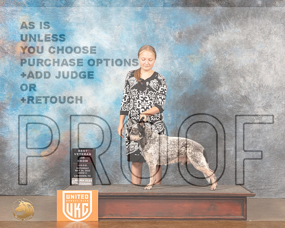 Australian Cattle Dog #176 Sat2 VBIS Judge Kevin Izard-CarrollMMJ_5964_Lngvw2022HR3