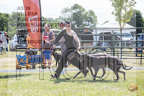Greyhounds #104 #105 Brace Wed_JJL_1772_Premier_2024_HR3