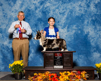 Cardigan Welsh Corgis #8 Sat BOS Shirey Shelly Ron Judge Mr Richard J Lewis