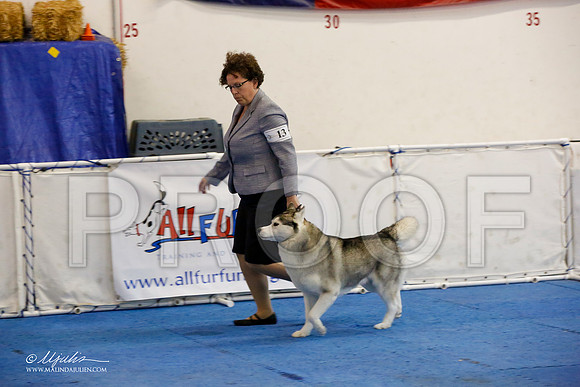_M3_1280-AddisonHuskyMar2015-HR3