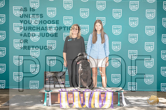 Labrador Retriever #117 Fri Sat Sun HIT TJr Judge Susan Knowles__JP_1943_Longview WA_2024_HR3