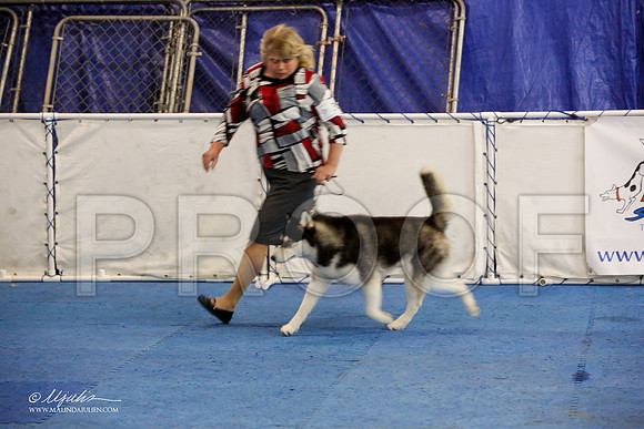 _M3_0030-AddisonHuskyMar2015-HR3