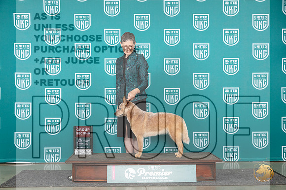 Australian Cattle Dog #112 Sat G2 Judge Rick Gann__JP_2535_Premier_2024_HR3