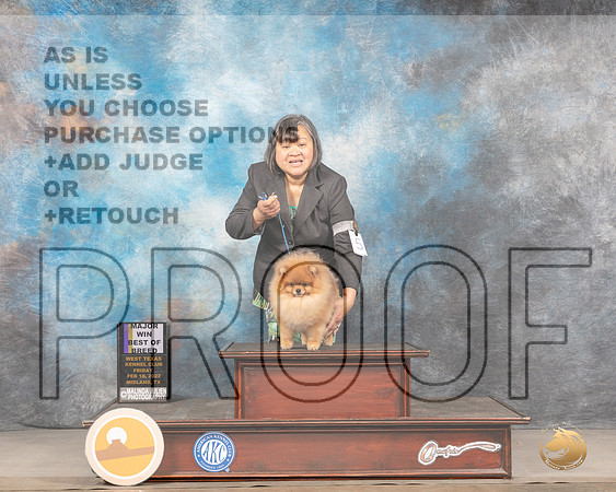 Pomeranian #15 Sat BOB Judge LInda ClarkMMJ_4380_Mdlnd2022_HR3