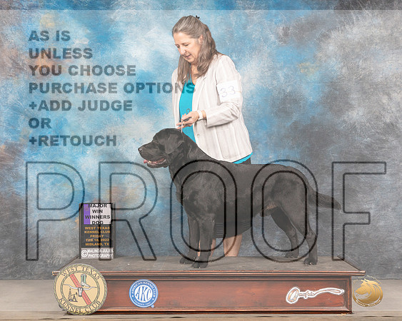 Labrador Retriever #32 Fri WD Judge Gary AndersenMMJ_3218_Mdlnd2022_HR3