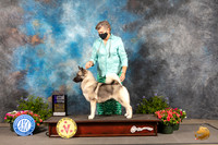 Norwegian Elkhound #12 Thur Judge Anne Bolus
