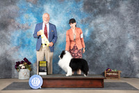 Shetland Sheepdog #7 Sunn G3 Judge Eric Liebes