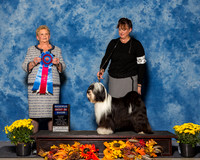Tibetan Terriers #11 Sat RBiS Villegas Alejandro Lynn Meyer M L Lafler Judge Mrs Rita Holloway