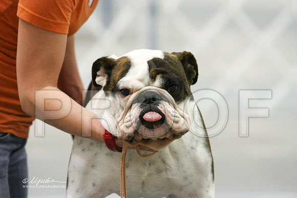 Bulldog-1659LR