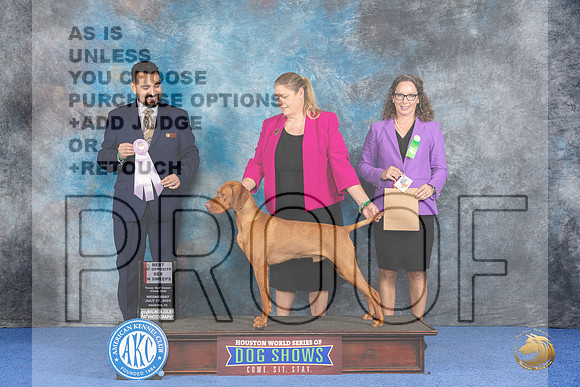 Vizsla #21 Wed BOSweeps Judge Joao Machado__JP_7421_Houston_2024_HR3
