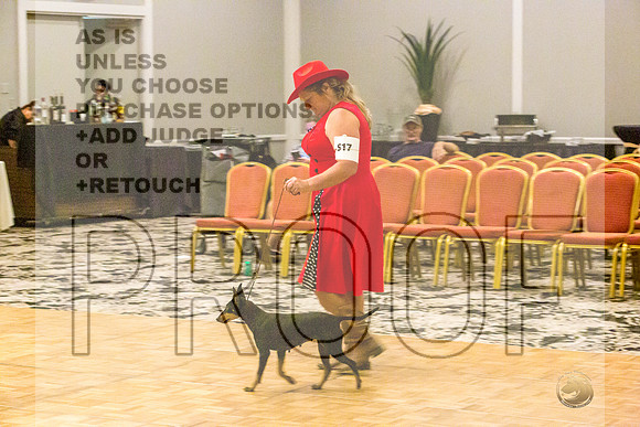 Manchester Terrier MTOY Candids-JJL_2273-Hstn2022_HR3