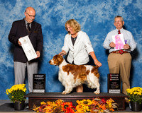 Welsh Springer Spaniel #5 Sat G4 OHG2 Keller Julie Judge Mr Gary L Andersen Judge Mr Richard J Lewis
