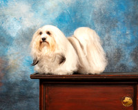 Havanese #12 Sun r