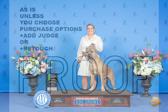 Cane Corso #14 SUN SB BOH G2 Judge Douglas Johnson__JP_0859_Houston_2024_HR3