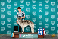 Silken Windhound #737 Fri card
