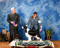 English Springer Spaniel #6 Sat WB New Ch +A1