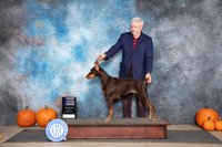 Doberman Pinscher #10 WB Sat Judge Ann Roth